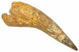 Fossil Spinosaurus Tooth - Real Dinosaur Tooth #361302-1